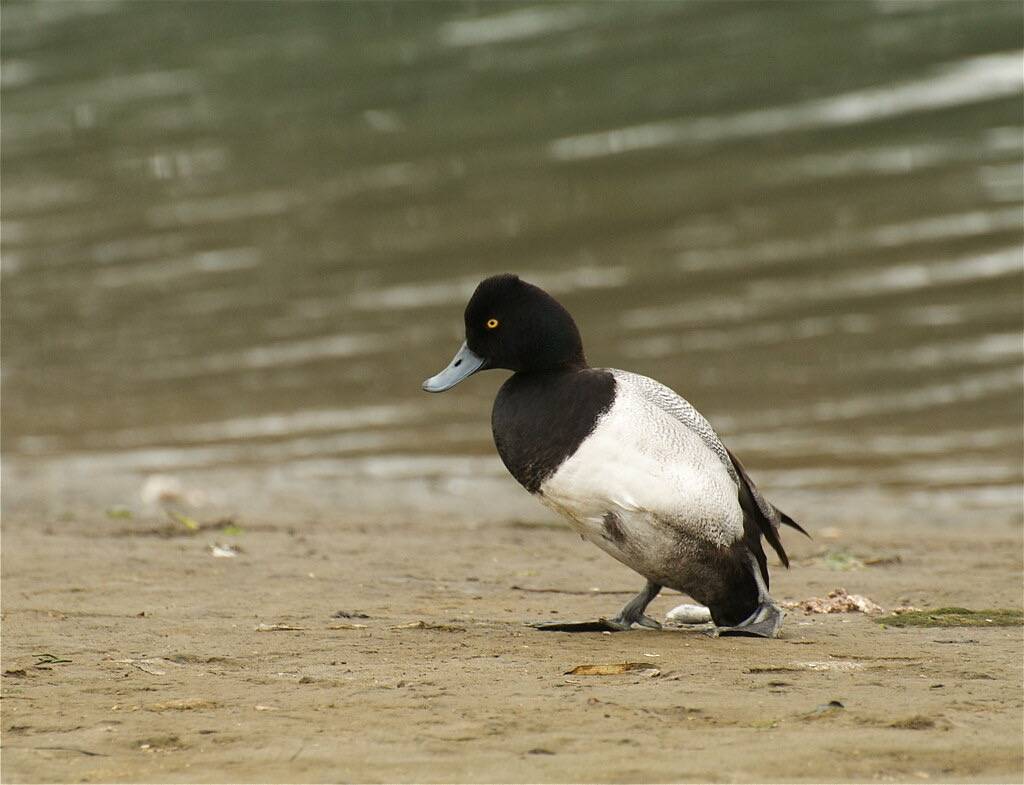 Greater Scaup (Aythya marila) by jkirkhart35 is licensed under CC BY 2.0